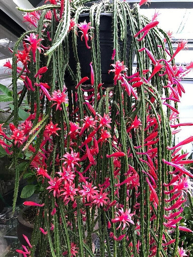 Rat tail cactus aporocactus - rat,