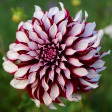 Perennial Dahlia seeds