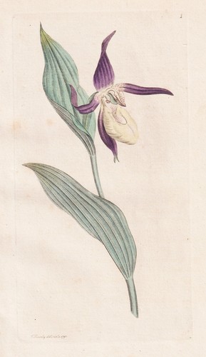 Cypripedium calceolus lady - cypripedium,