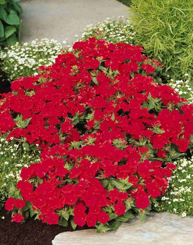 Phlox scarlet beauty - phlox,