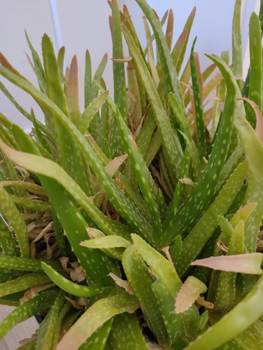 Aloe vera house - house, cuttings
