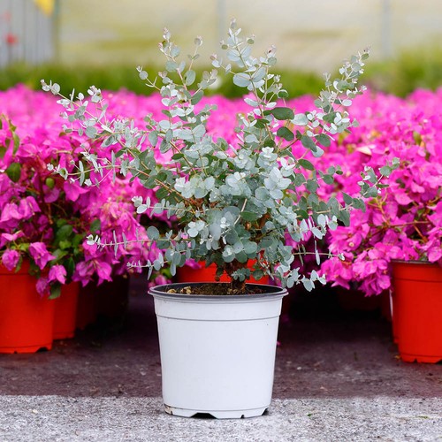 Eucalyptus compact silver - eucalyptus, 'compact