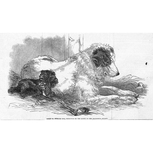 Great bernard dog - great,