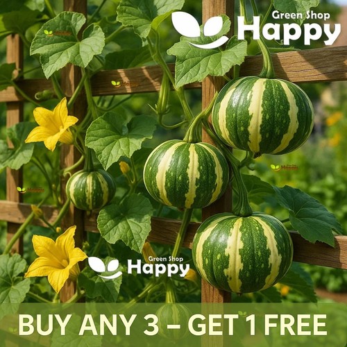 Gourd flat striped 15 - 15, seeds