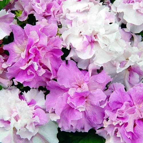 300 double petunia - double,