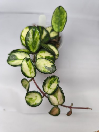 Hoya mathilde inner var - hoya,