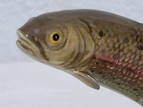 Beswick small leaping trout - small,