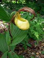 SALE Cypripedium kentuckiense