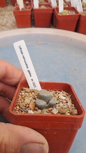 Lithops veruculosa glabra - , ex