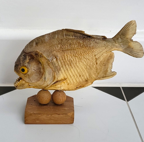 Taxidermy piranha fish - taxidermy,