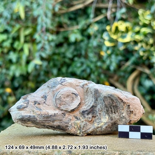 Rare rhinocephalus planiceps
