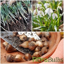 50 Snowdrop Bulbs  Galanthus Nivalis spring Flowering bulbs