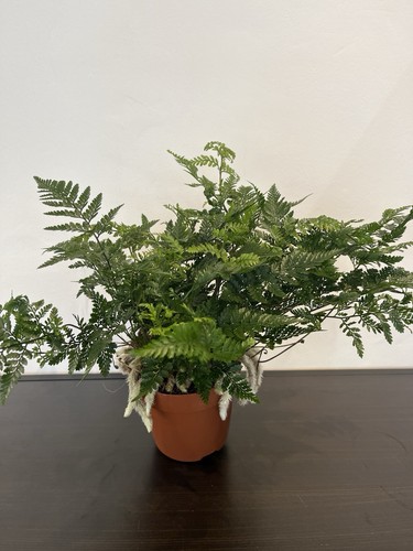 Humata tyermannii rabbit - humata,