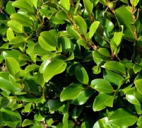Griselinia littoralis new - griselinia,