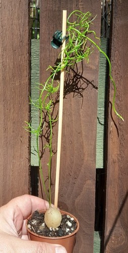Bowiea volubilis climbing - volubilis,