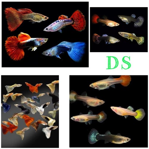 Fancy guppies adult assorted - adult,