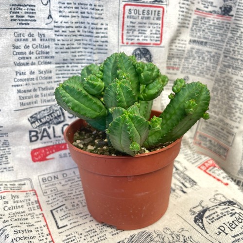Euphorbia tubiglans live - tubiglans,