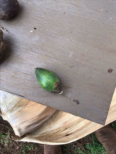 Organic betel nut seeds - betel,