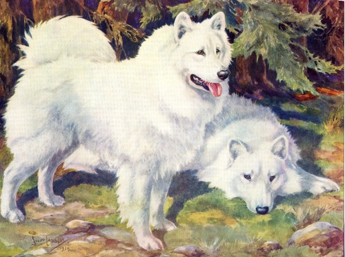 Samoyed vintage 1934 - samoyed, art