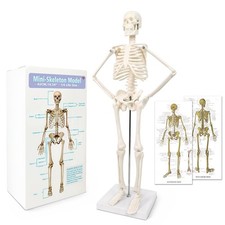 Scientific Mini Human Skeleton