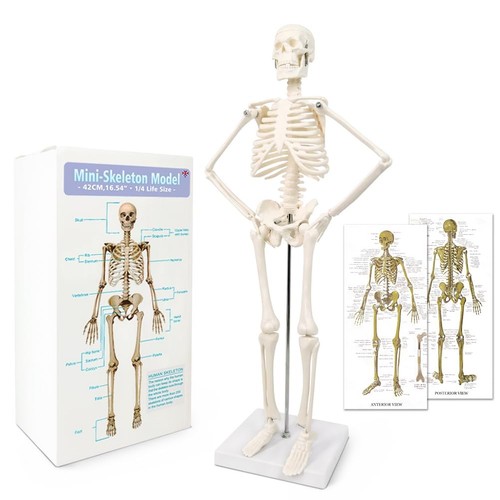 Scientific mini human skeleton - scientific,