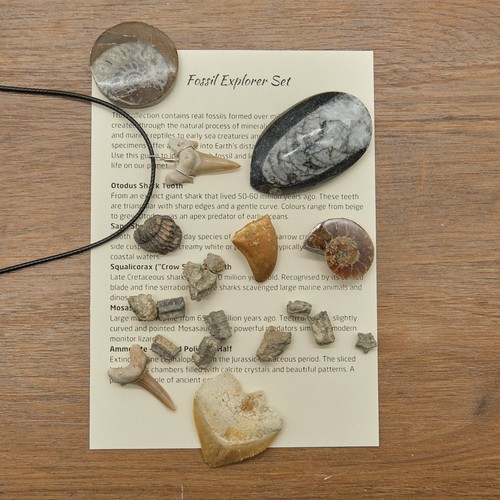 Genuine fossils gift - genuine,
