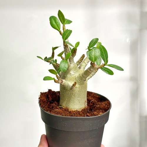 Medium desert rose - medium,