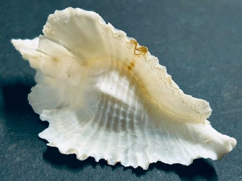 Murex timbellus bednalli - murex,