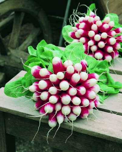 Radish plug plants - radish,
