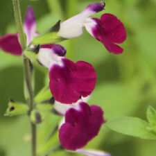Salvia 'Amethyst Lips'. Plug