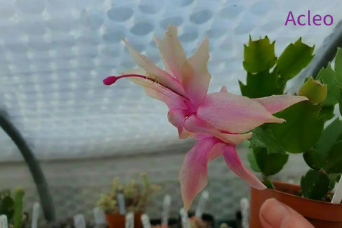 Schlumbergera truncata false - schlumbergera,