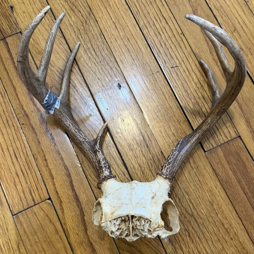 Point texas white tail - 8,