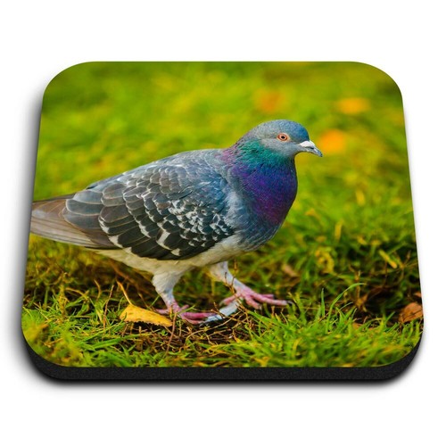 Square mdf magnets pigeon - square,