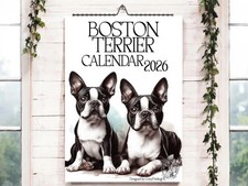 Boston terrier 2026-Dog