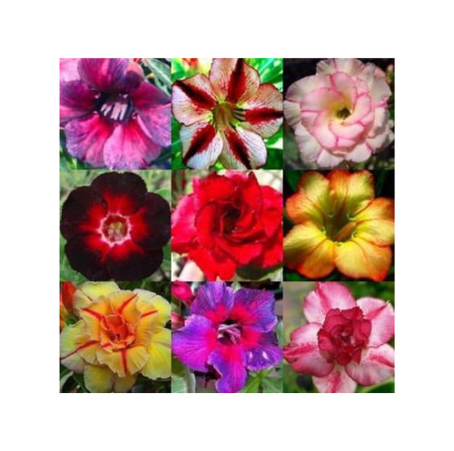 Adenium obesum mixed colours - adenium,