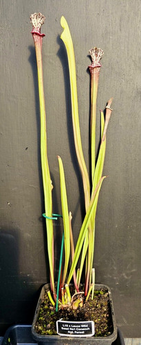Sarracenia l18 leuco wild - sarracenia,