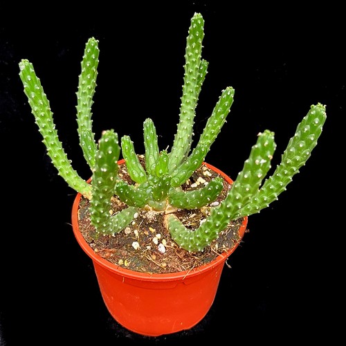 Medusa head euphorbia - head, 'euphorbia