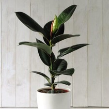 Ficus elastica 'Robusta' -