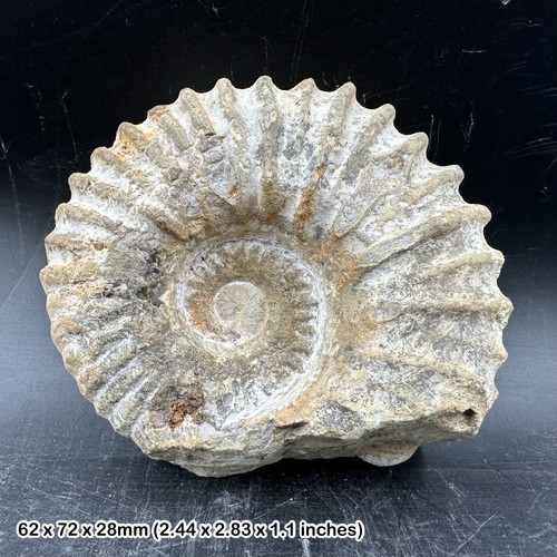 Fossilised giant ammonite - fossilised,