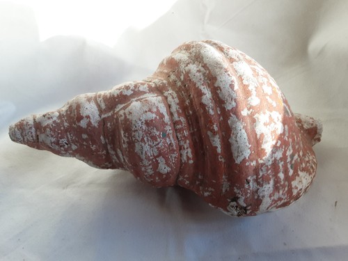 Orange conch sea - 9",