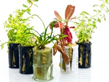 Live Tropical Aquarium Potted