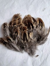 50 Beautifull natural hen