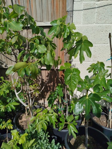 Fig tree large brown - xl, turkey