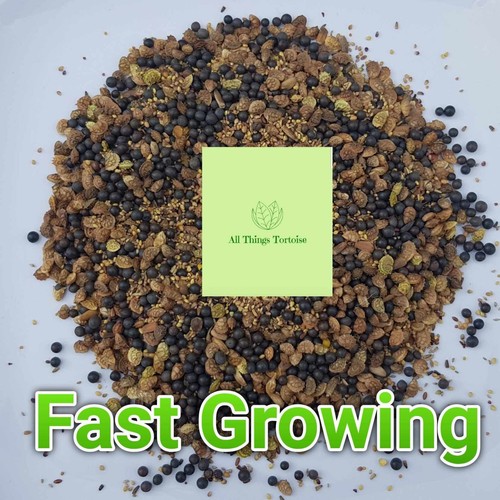 Tortoise fast growing food - growing,