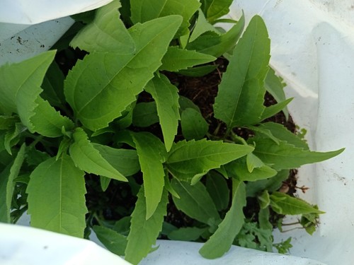 Bare root organic home - 10,