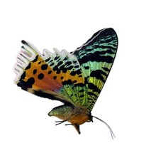 Urania ripheus A1 / A1- / A-