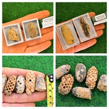 Fossil Pine Cone Boxed