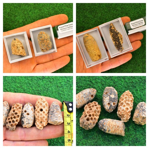 Fossil pine cone boxed - pine,
