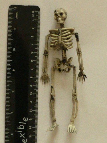 Scale skeleton plastic - scale,