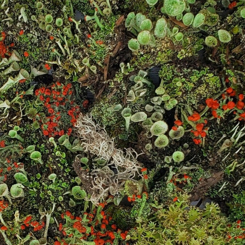 Live lichen assortment - lichen,